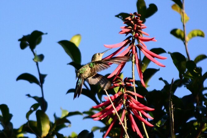 Private Birdwatching Tour in Sian Ka'an Muyil - Why the 6:00 am timing works for birding near Tulum