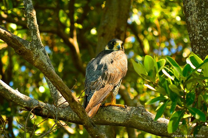 Private Birdwatching Tour in Sian Ka'an Muyil - Stop 2 at the Muyil archaeological site: species spotting meets the old trading post