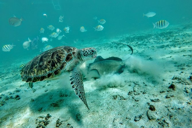 Private Cenote & Snorkeling Tour with Turtles in Akumal - Cenotes and sea turtles: the logic behind this pairing