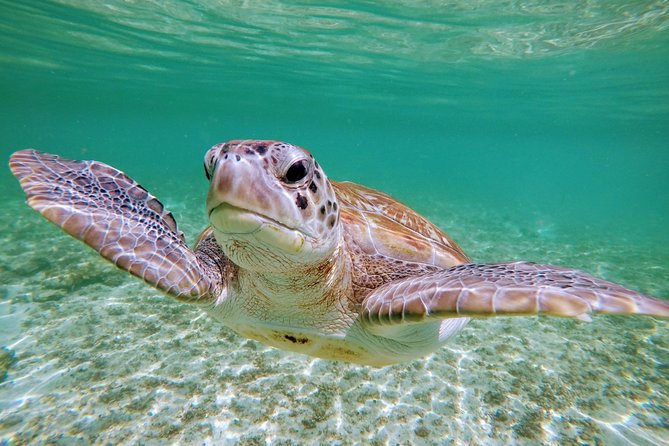 Private Cenote & Snorkeling Tour with Turtles in Akumal - Stop 1: Taak Bi Ha cenote cavern snorkeling for about one hour