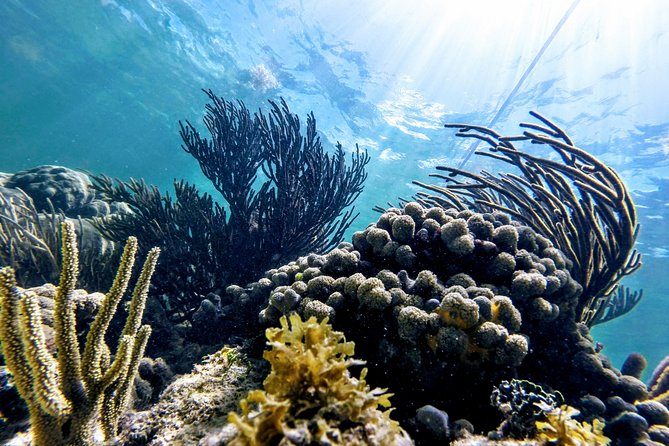 Private Cenote & Snorkeling Tour with Turtles in Akumal - Gear, lunch, and the local food stop that follows the swim