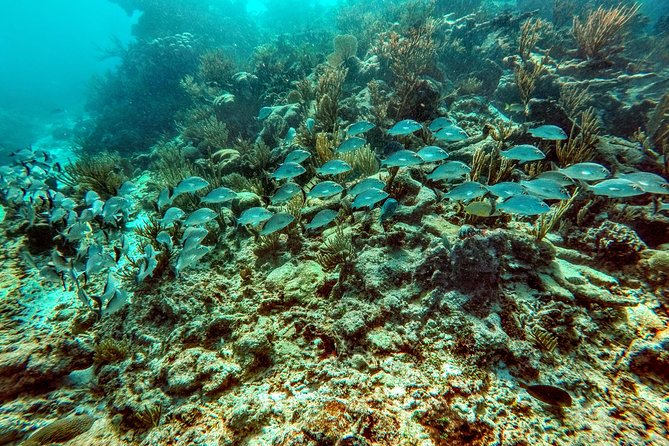 Private Cenote & Snorkeling Tour with Turtles in Akumal - How fit do you need to be for this cenote + bay day?