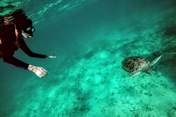 Private Cenote & Snorkeling Tour with Turtles in Akumal - Private pickup from Puerto Morelos or Cancun (and why it matters)