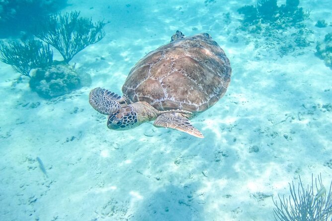 Private Half-day Luxury Experience with Turtles & Majestic Cenote - Key highlights worth knowing