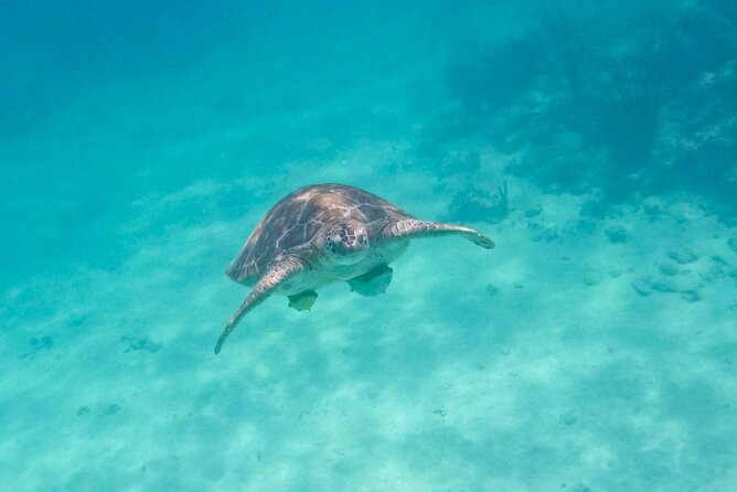 Private Half-day Luxury Experience with Turtles & Majestic Cenote - Price and value: what $180 covers (and what costs extra)