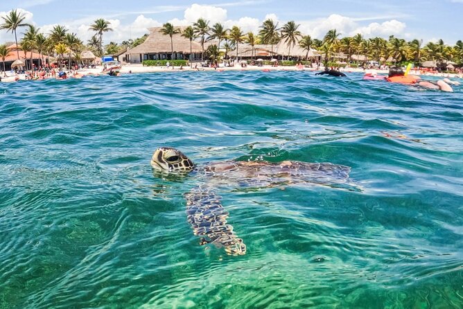 Private Half-day Luxury Experience with Turtles & Majestic Cenote - Transport from Tulum: how pickup works in real life