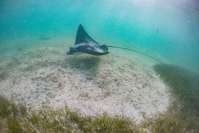 Private Half-day Luxury Experience with Turtles & Majestic Cenote - What to bring for a smooth turtle and cenote day