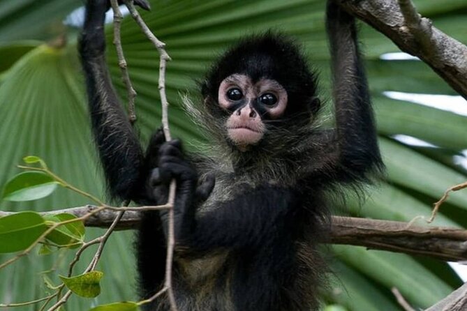 Private Tour Coba Ruin Punta Laguna Monkey Spider Cenote Mayan Village - Key points worth knowing before you go