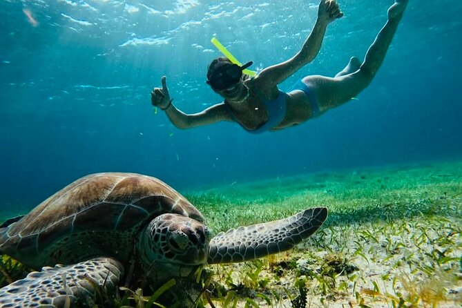 Private Tour Turtles Coral Reef Cenote Beach All inclusive - Quick Hits Before You Go