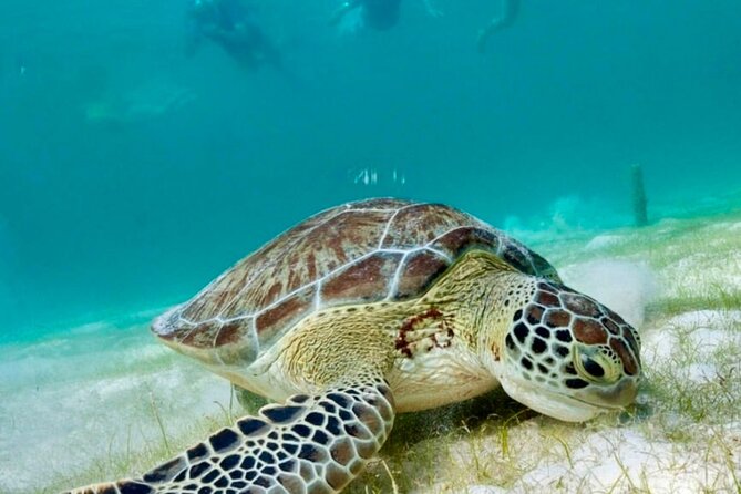 Private Tour Turtles Coral Reef Cenote Beach All inclusive - Cenote Xunaan-Ha (and Taakbiha): Cool Freshwater With a Cultural Side