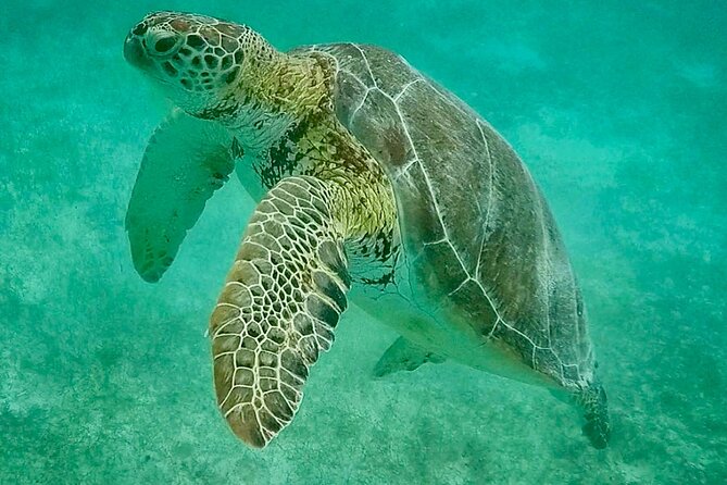 Private Tour Turtles Coral Reef Cenote Beach All inclusive - What the All-Inclusive Price Covers (and What It Doesn’t)