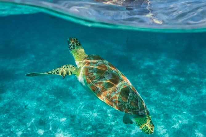 Private Tour Turtles Coral Reef Cenote Beach All inclusive - Private Tour Logistics: Pickup, Timing, and Easy Communication