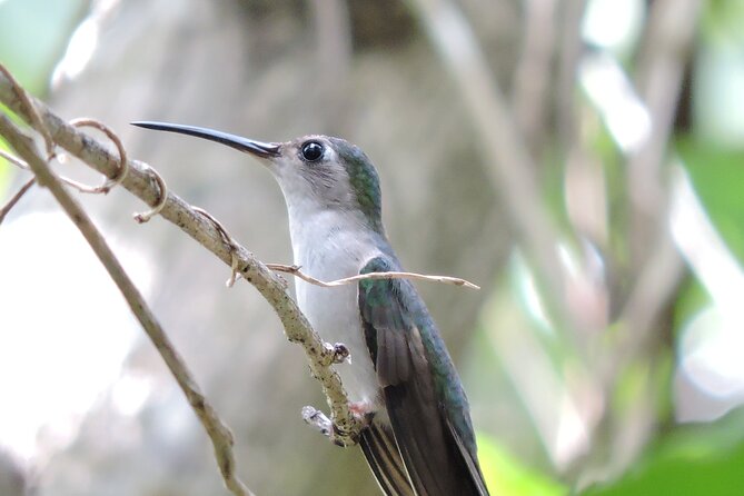Small-Group Birdwatching Sian Kaan with professional guide - Key highlights you’ll care about