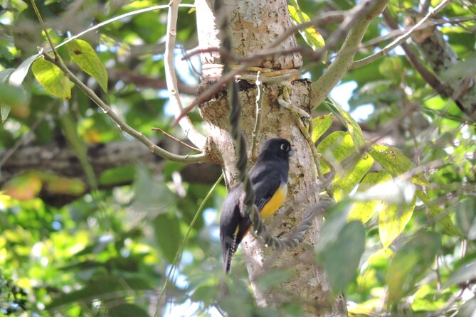 Small-Group Birdwatching Sian Kaan with professional guide - Sian Ka’an at 6:00 am: why the early start matters