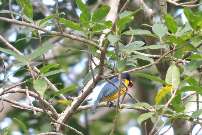 Small-Group Birdwatching Sian Kaan with professional guide - What you might see: endemic and migratory birds in one morning