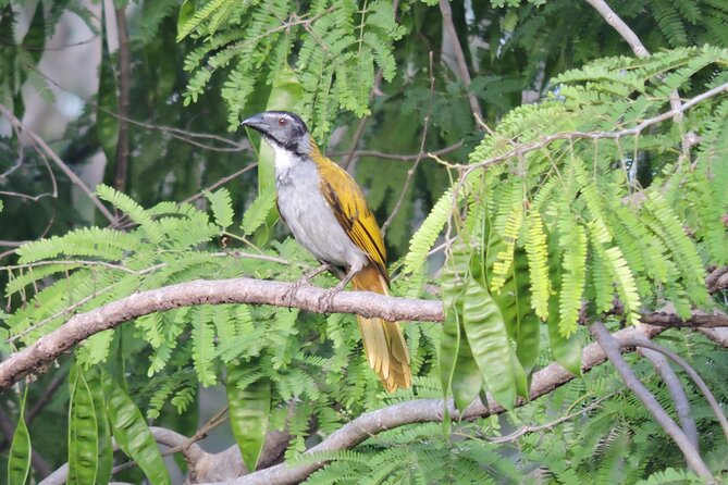 Small-Group Birdwatching Sian Kaan with professional guide - Small group size: why max 6 travelers is a big deal