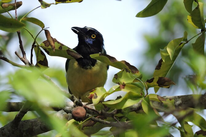 Small-Group Birdwatching Sian Kaan with professional guide - Where the value really comes from at $100