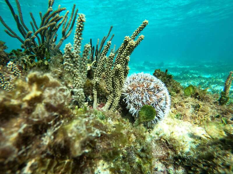 SNORKEL IN TULUM REEF, BOAT RIDE AND CALETA - Why This Reef Trip Starts in Tulum’s National Park Area