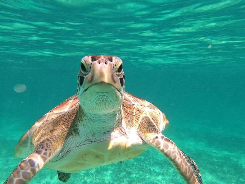 SNORKEL IN TULUM REEF, BOAT RIDE AND CALETA - Reef Snorkeling in Front of Tulum Ruins (About 40 Minutes)