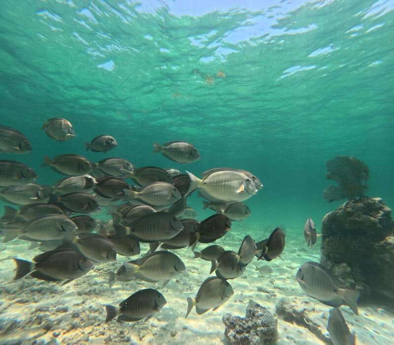 SNORKEL IN TULUM REEF, BOAT RIDE AND CALETA - Price and Value: What You Pay $46 For (and What You’ll Still Need)