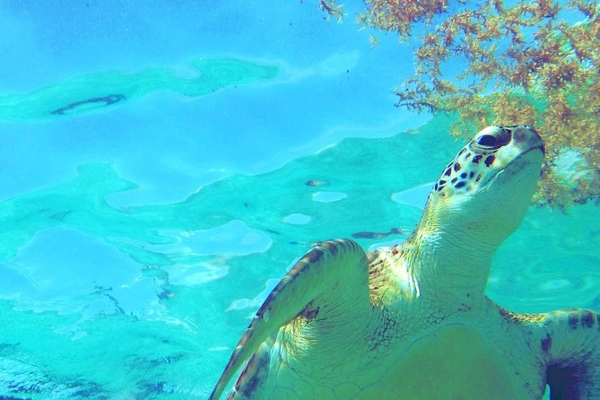 Snorkeling Adventure Tour Reef & Cenote - Reef Bay Snorkling: The Part That Brings Tulum’s Coast to Life