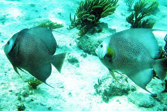 Snorkeling with Caribbean fish and private cenote exploration - Tulum Archaeological Site Stop for Context and Photos