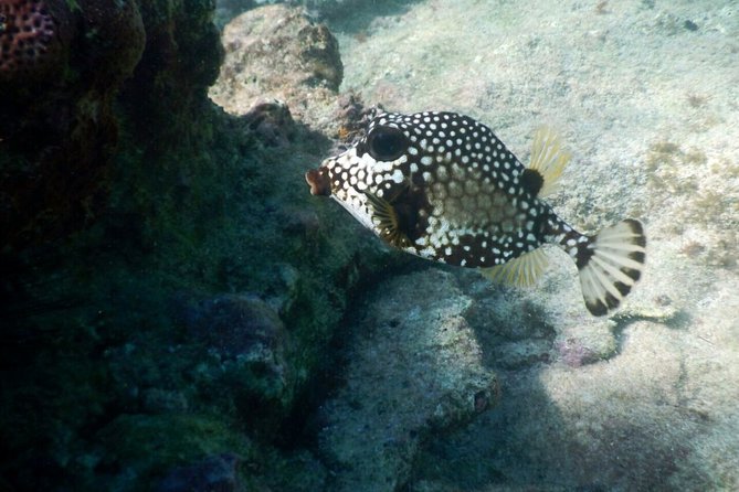 Snorkeling with Caribbean fish and private cenote exploration - Price and Value: Is $169 Fair for This 6-Hour Combo