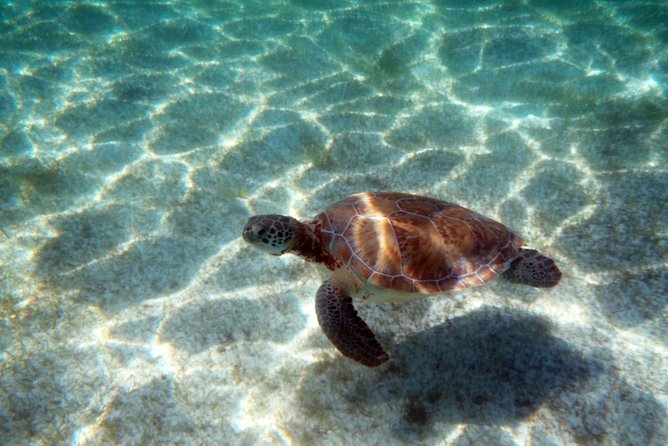 Snorkeling with Caribbean fish and private cenote exploration - Who This Tour Fits Best (and When to Skip It)