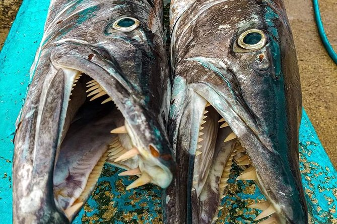 Spearfishing Playa del Carmen or Tulum - Who Should Book This Tulum Spearfishing Trip
