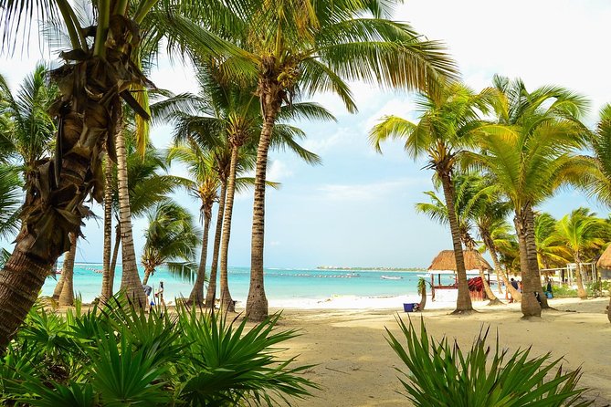 Tortugas & Cenotes Snorkel With Turtles Tour - Price and what $125 buys you in real life