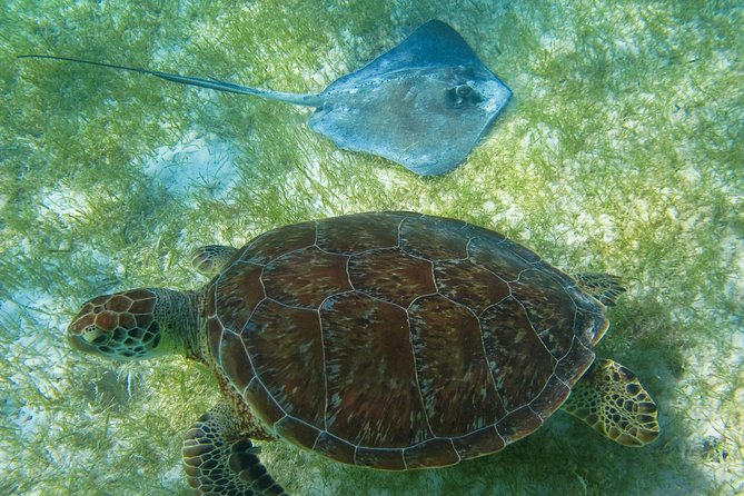 Tortugas & Cenotes Snorkel With Turtles Tour - Reef snorkel for turtles: the part that sets expectations