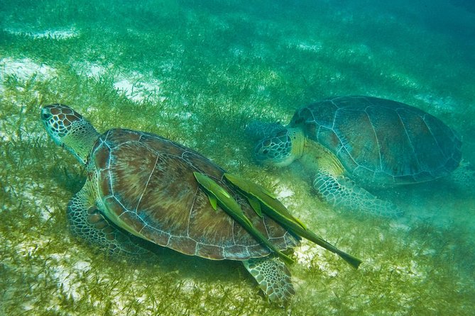 Tortugas & Cenotes Snorkel With Turtles Tour - Turtle Bay: when the day shifts to animal watching