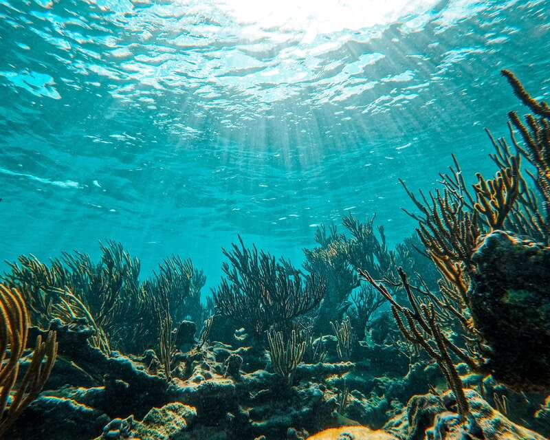 Tulum: 2-Hour Snorkeling in Two Spots of Tulum's Reef - The small things that can change your experience