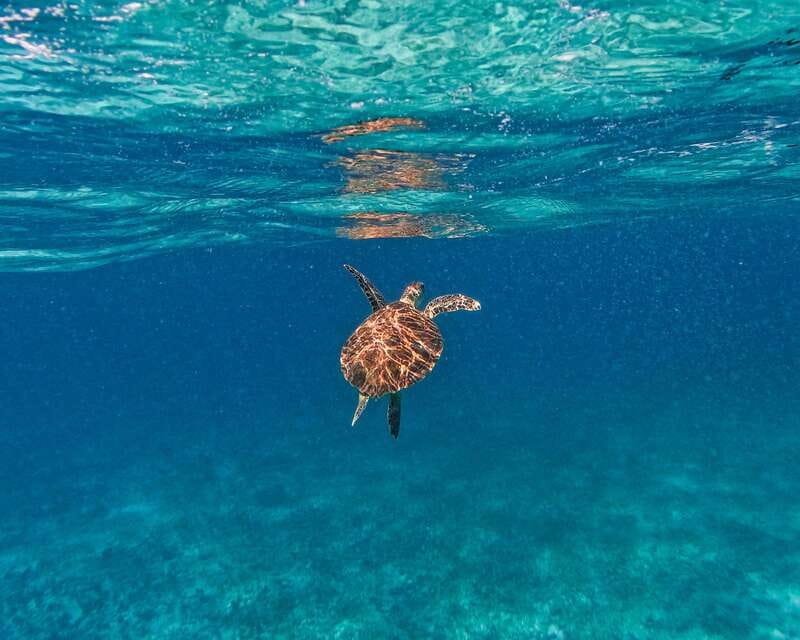 Tulum: 2-Hour Snorkeling in Two Spots of Tulum's Reef - What the included gear means (and what you should bring anyway)