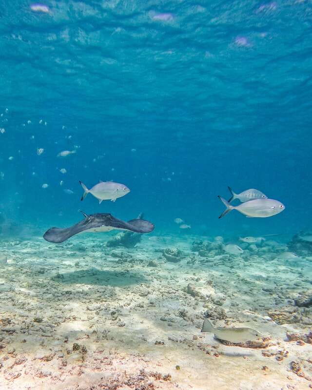 Tulum: 2-Hour Snorkeling in Two Spots of Tulum's Reef - Price and true costs: $50 plus Parque del Jaguar access fees