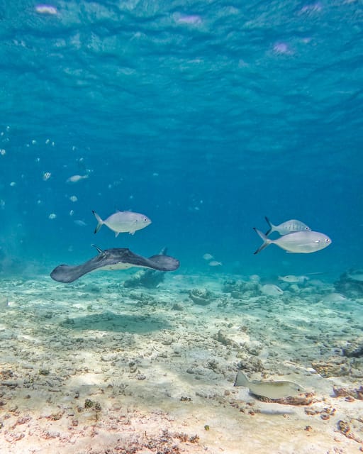 Tulum: 2-Hour Snorkeling in Two Spots of Tulum's Reef - Who should book this Tulum reef snorkeling experience