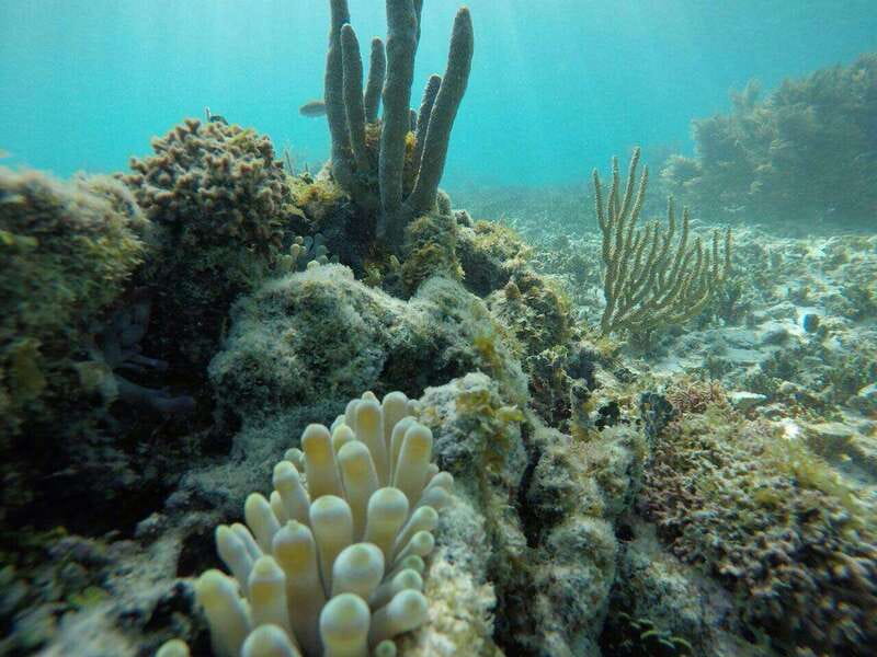 Tulum: 2 spot Reef Snorkel 1 hour 30 minutes - Quick hits before you go