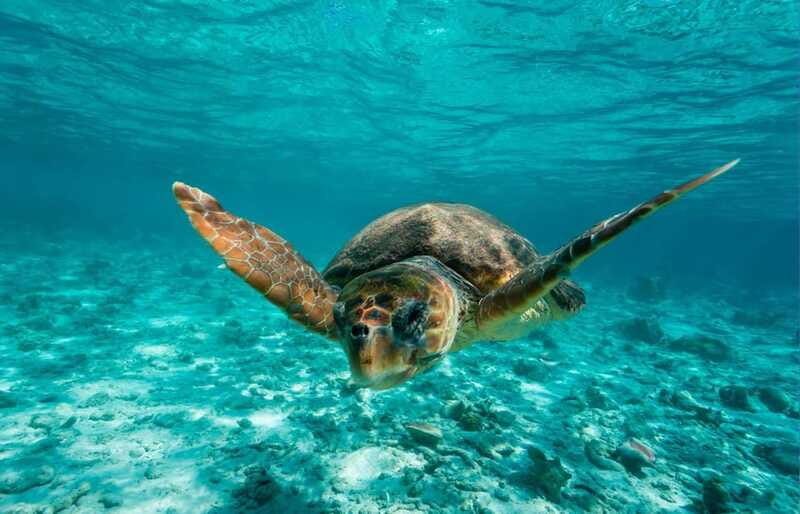 Tulum: 2 spot Reef Snorkel 1 hour 30 minutes - Price and Value: What $40 Really Covers (and What Doesn’t)
