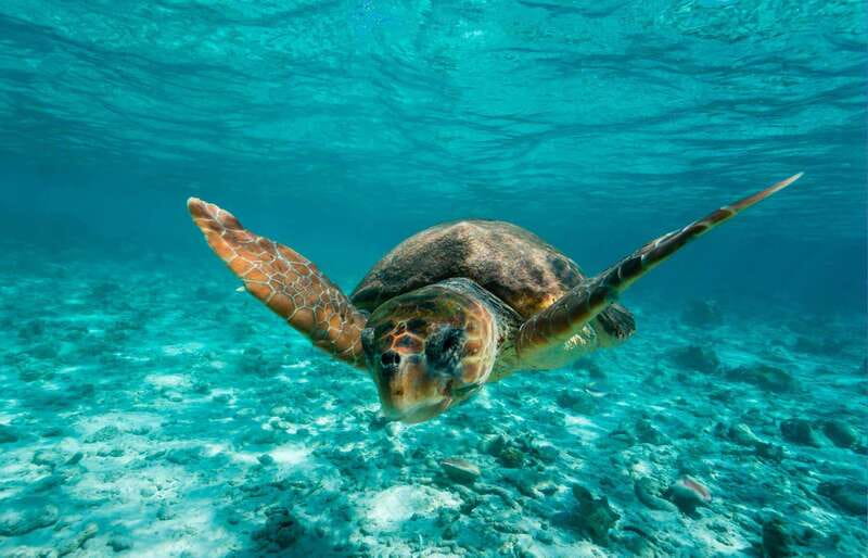 Tulum: 2 spot Reef Snorkel 1 hour 30 minutes - Check-In, Safety Brief, and Getting Your Gear Right