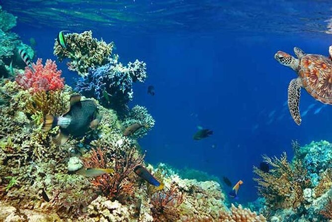 Tulum Area Experiences Guided 2 Tank Scuba Dive Casa Cenote & Barrier Reef-Lunch - Traditional Mayan lunch with cochinita: the break you’ll be glad you planned for