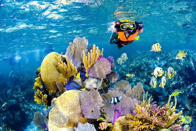 Tulum Area Experiences Guided Snorkeling Tour - Casa Cenote + Ocean Reef & Lunch - What Your Day Looks Like (Start Time, Flow, and Stops)