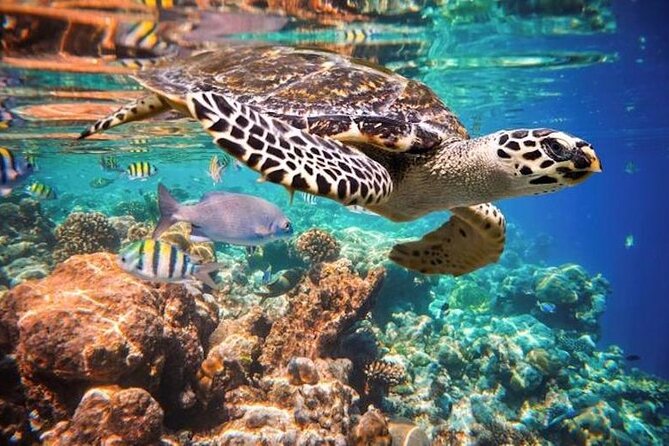Tulum Area Experiences Guided Snorkeling Tour - Casa Cenote + Ocean Reef & Lunch - What to Pack (So You Enjoy It More)