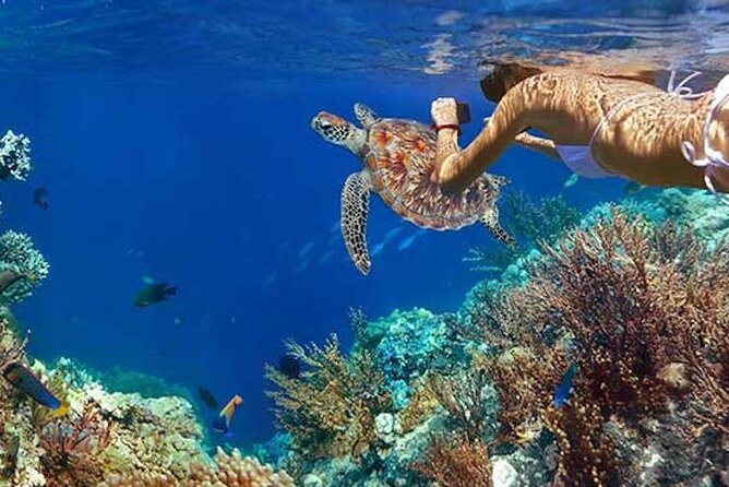 Tulum Area Experiences Guided Snorkeling Tour - Casa Cenote + Ocean Reef & Lunch - Small Group Size: Max 12 Changes the Experience