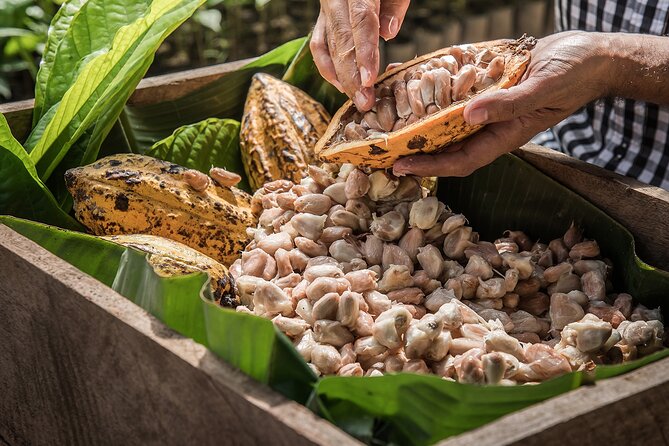 Tulum: Chocolate & Honey Sanctuary Experience with Cenote - Honey and cacao at a Mayan pilgrimage site near Cobá