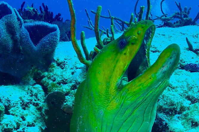 Tulum Diving (Reef) 2 Tanks - Getting to Mexidivers in Tulum Beach (and why the location helps)