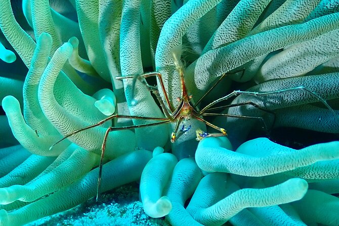 Tulum Diving (Reef) 2 Tanks - Two-tank underwater sessions: what the schedule really means