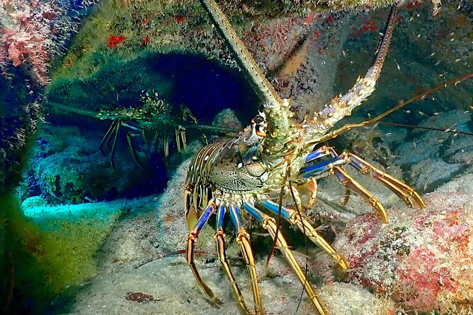 Tulum Diving (Reef) 2 Tanks - Certified divers only for this price (and the 500-peso Discovery option)