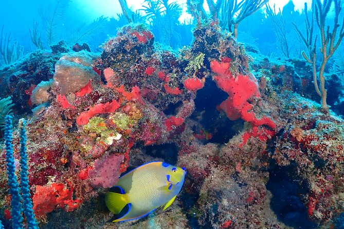 Tulum Diving (Reef) 2 Tanks - Price and value: is $191.16 a good deal for 2 tanks?