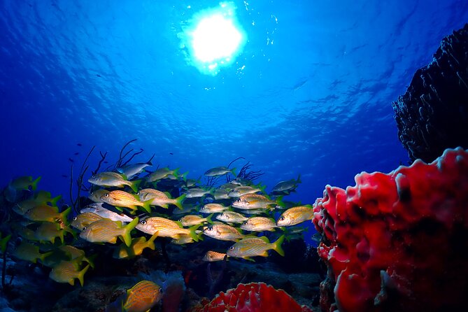 Tulum Diving (Reef) 2 Tanks - Group size max 5: the difference you feel during the day