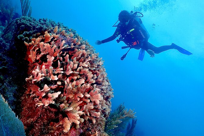 Tulum Diving (Reef) 2 Tanks - Your day in Tulum: what to plan around the 4-hour window
